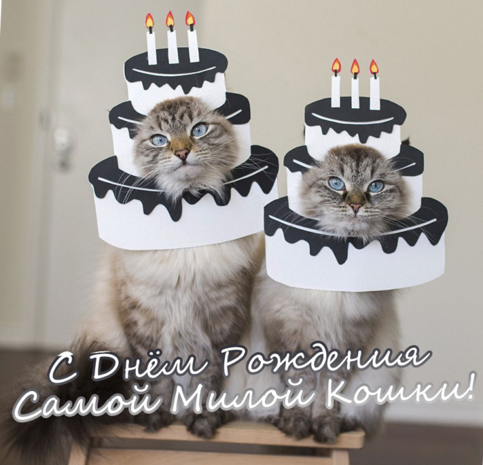 Картинки с кошкой с днем рождения