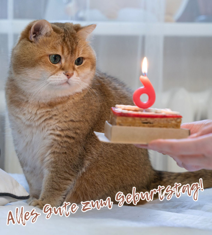 Alles Gute zum Geburtstag zu den Katzen Bildern - 50 Grußkarten gratis