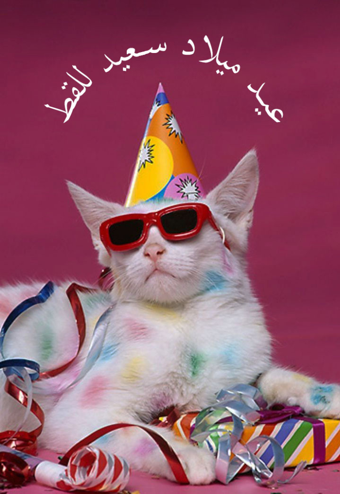 عيد ميلاد سعيد لصور القط خمسون بطاقة تهنئة مجانا