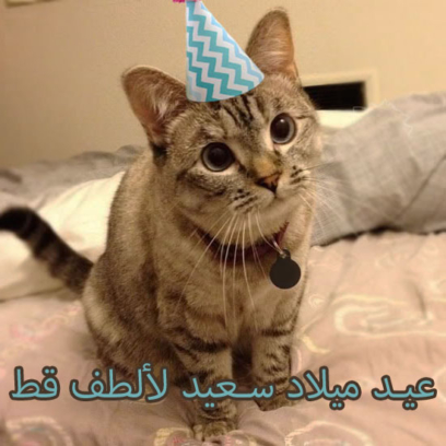 عيد ميلاد سعيد لصور القط خمسون بطاقة تهنئة مجانا