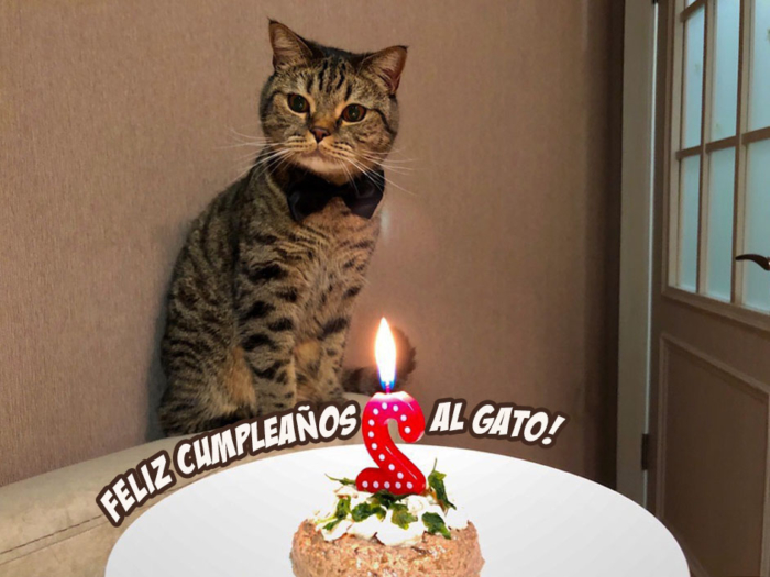Imágenes de feliz cumpleaños para el gato - 50 tarjetas de felicitación