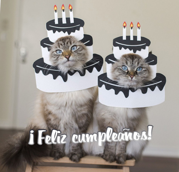 Imágenes de feliz cumpleaños para el gato - 50 tarjetas de felicitación