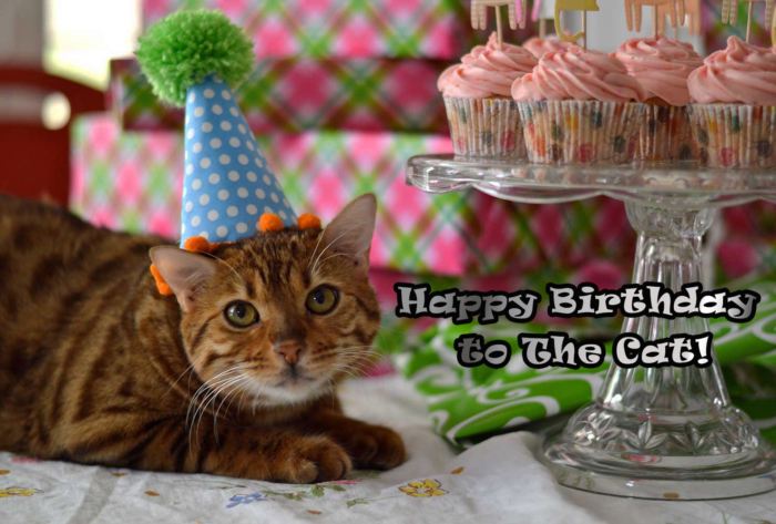 Happy Birthday to The Cat Pictures - 50 Greeting Cards For Free