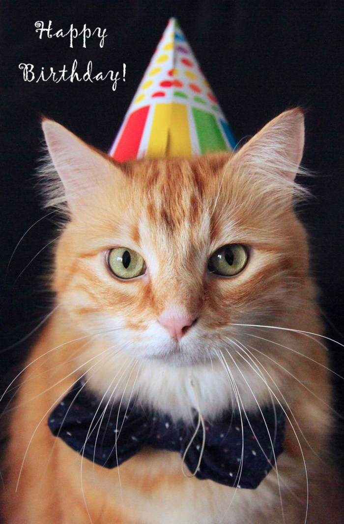 Happy Birthday Cat Logo