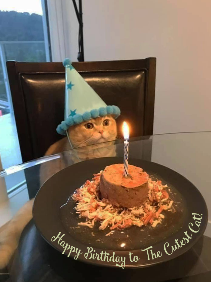 Happy Birthday Cat GIFs — Download on Funimada.com