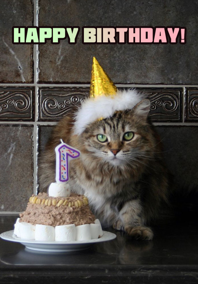 Happy Birthday to The Cat Pictures 50 Greeting Cards For Free