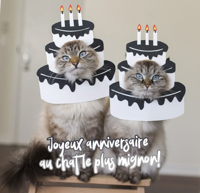 Joyeux anniversaire au chat images - 50 cartes de voeux gratuites
