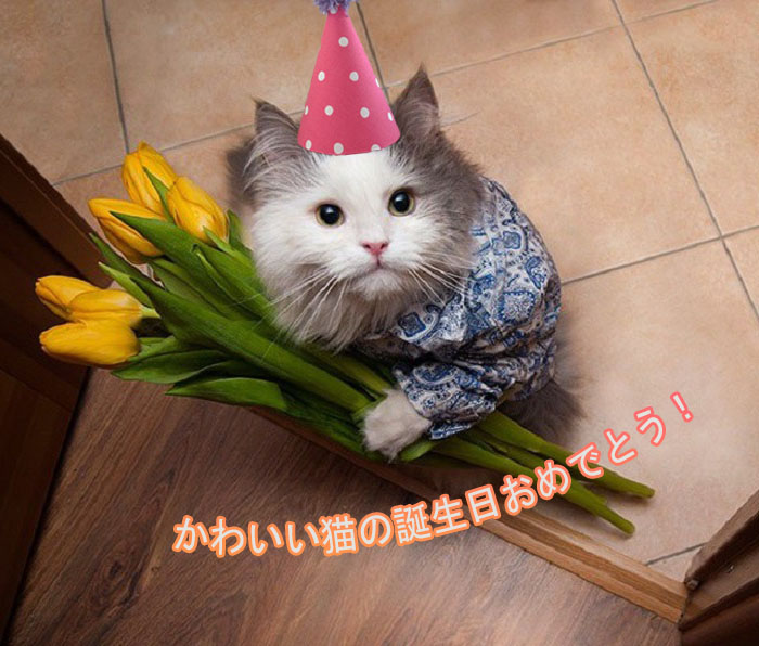 猫の写真の誕生日おめでとう 50枚のグリーティングカードを無料で