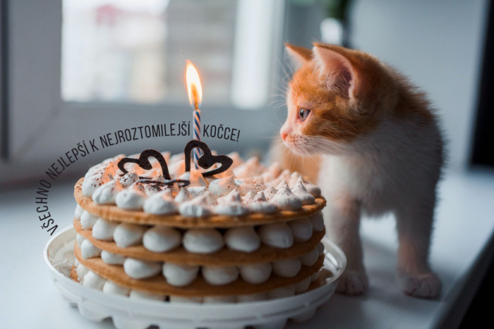 Všechno nejlepší k narozeninám kočky obrázky - 50 pohlednic zdarma