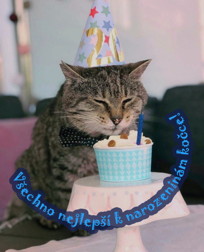 Všechno nejlepší k narozeninám kočky obrázky - 50 pohlednic zdarma
