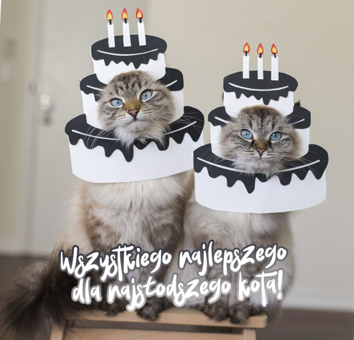 Wszystkiego najlepszego dla kotów - 50 kartek z życzeniami za darmo