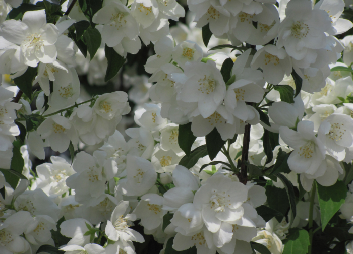 ジャスミンの美しい写真 — 咲いているジャスミンの100枚の画像