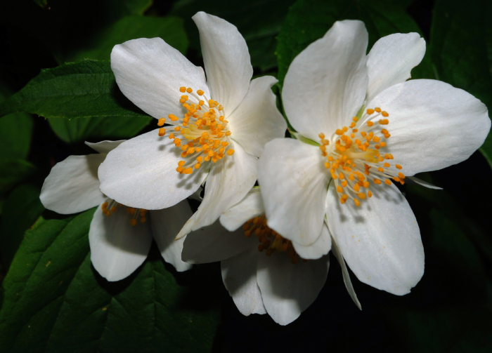 Lindas fotos de jasmim | 100 imagens de jasmim em flor
