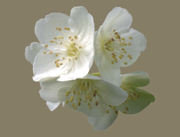 ジャスミンの美しい写真 — 咲いているジャスミンの100枚の画像
