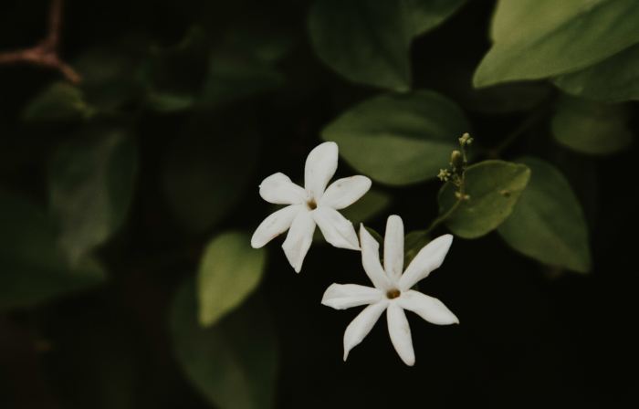 Lindas fotos de jasmim | 100 imagens de jasmim em flor