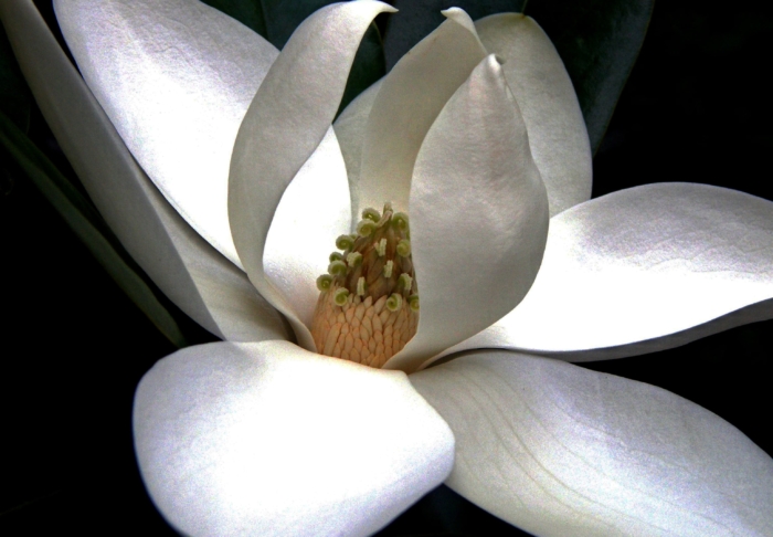 Schöne Magnolien Fotos - 100 Bilder dieser Blumen