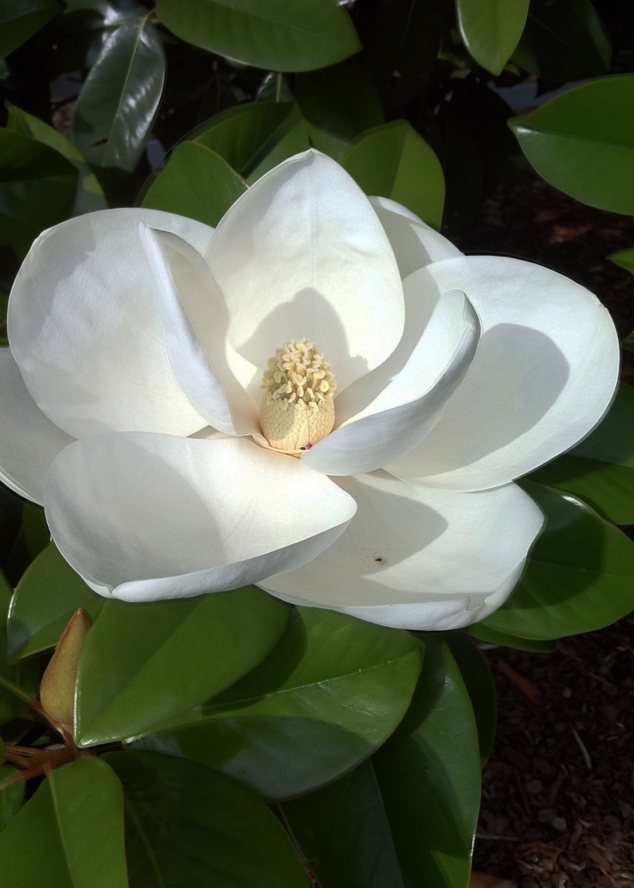 Hermosas imágenes de magnolia