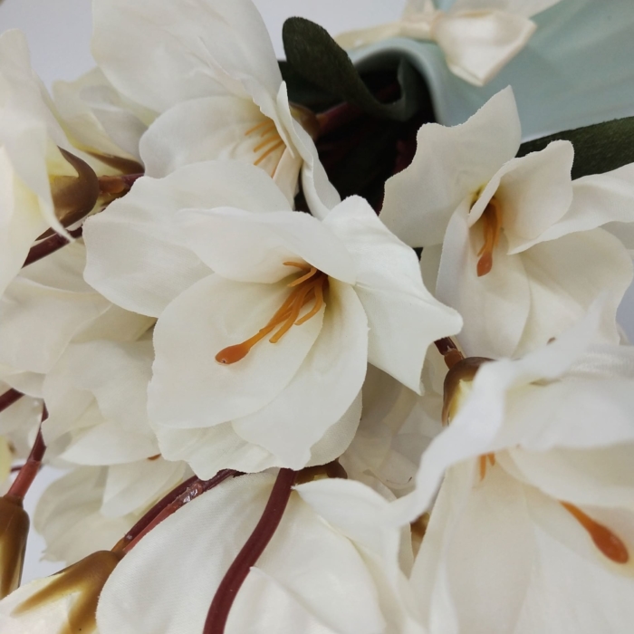 صور ماغنوليا الجميلة ، مائة صورة لهذه الزهور