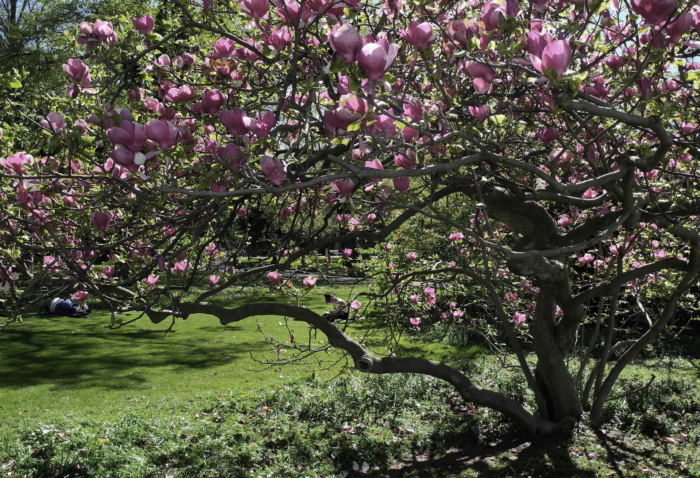 Piękne zdjęcia magnolii