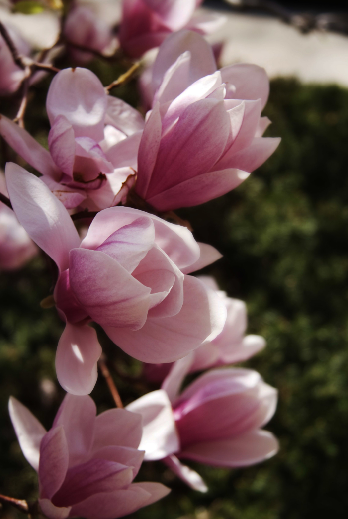 صور ماغنوليا الجميلة ، مائة صورة لهذه الزهور