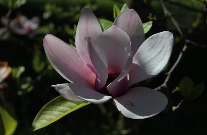 Piękne zdjęcia magnolii