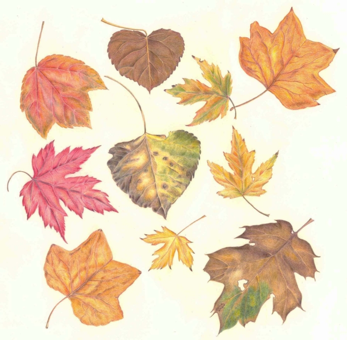 Obrázky a kresby podzimu pro skicování