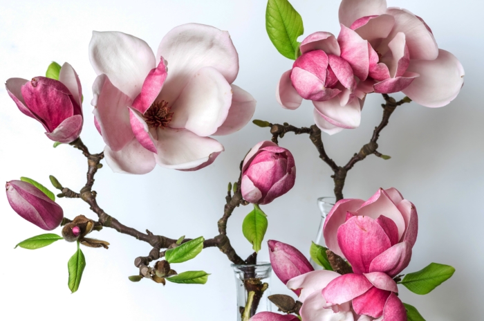 Belles images de magnolia - 100 images de ces fleurs