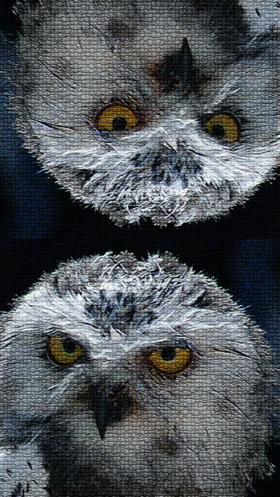 Owl Mobile Wallpapers - 70 Nice Owls For Your Smartphone