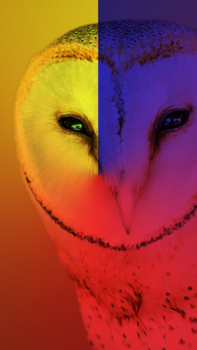 Owl Mobile Wallpapers - 70 Nice Owls For Your Smartphone