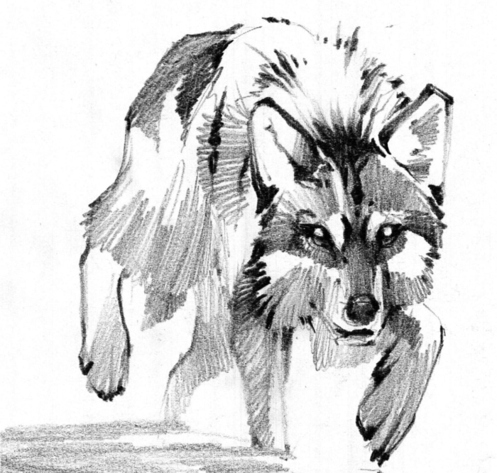 Images de loups à dessiner