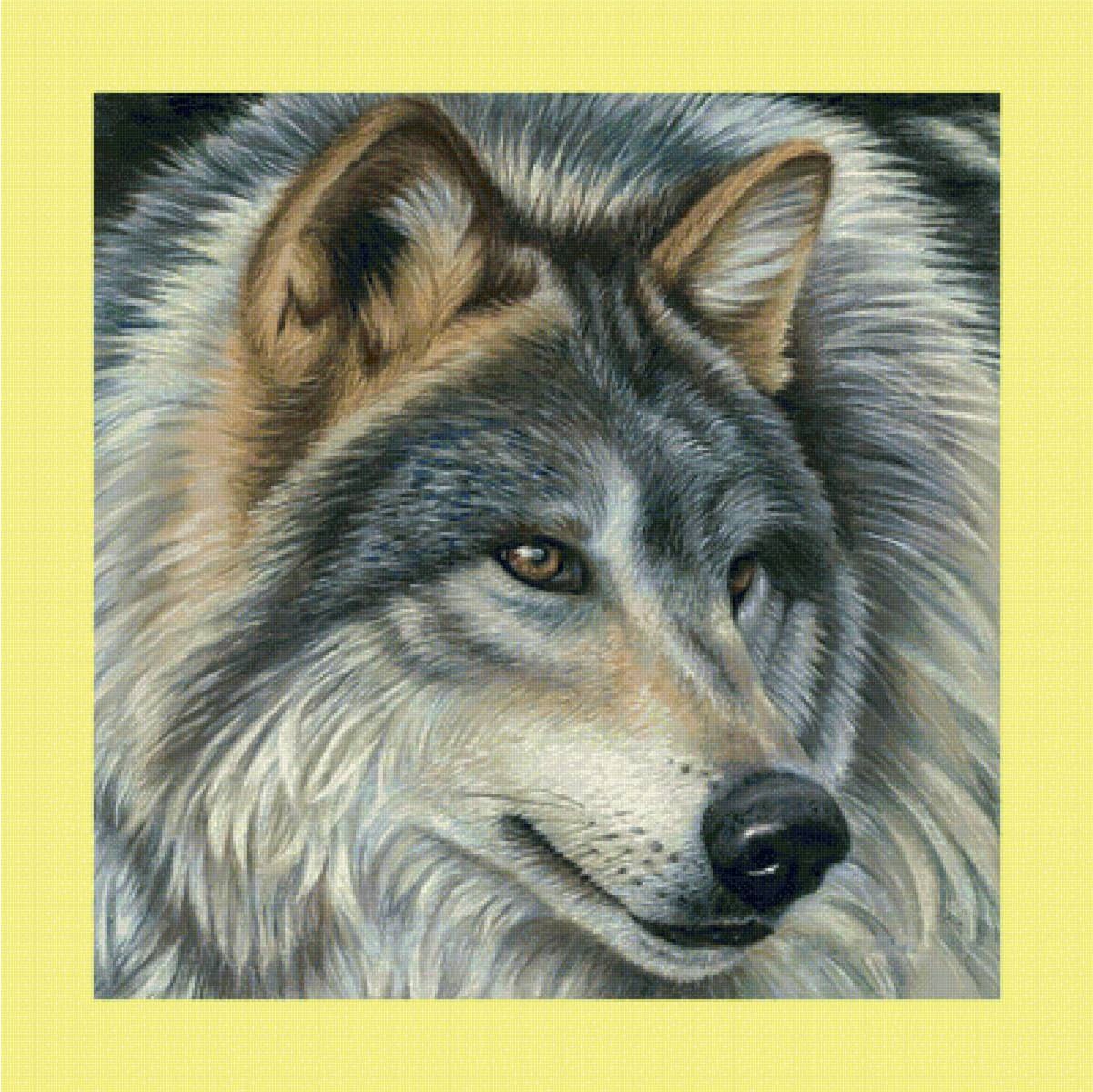 Волк цветными карандашами