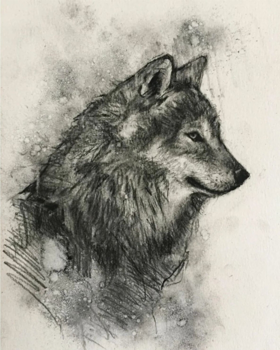 Bilder von Wölfen zum Skizzieren - 150 Zeichenideen