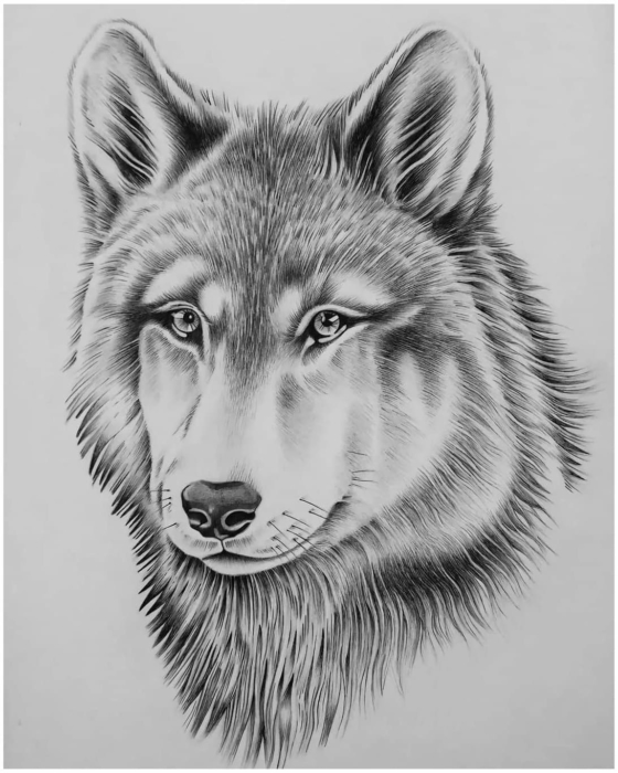 Images de loups à dessiner