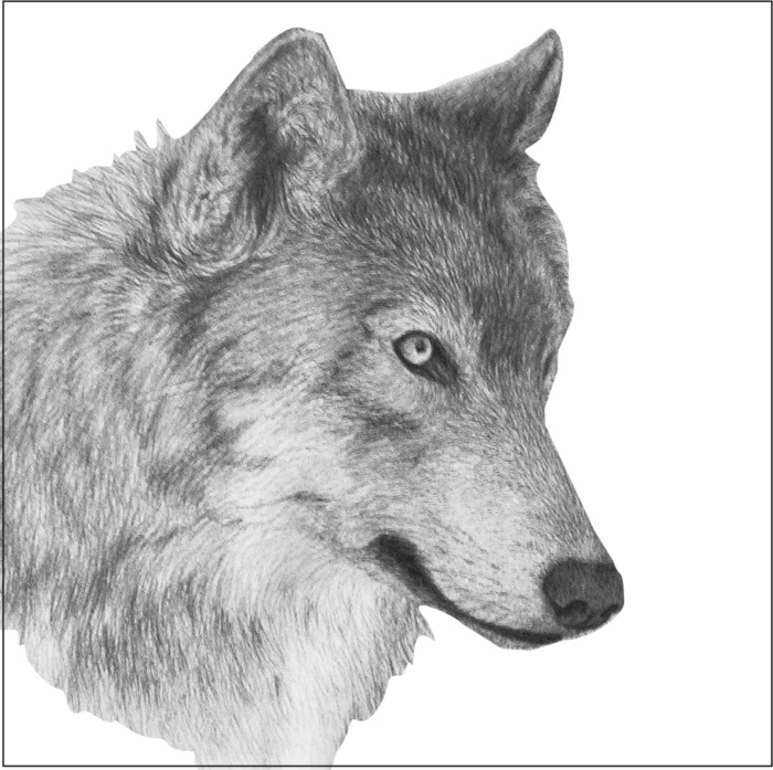 Imagens de lobos para esboçar - 150 idéias de desenho