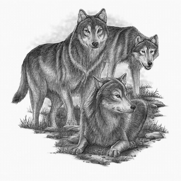Картинки волков для срисовки - 150 идей для рисования