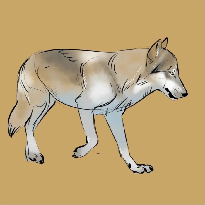 Imagens de lobos para esboçar - 150 idéias de desenho