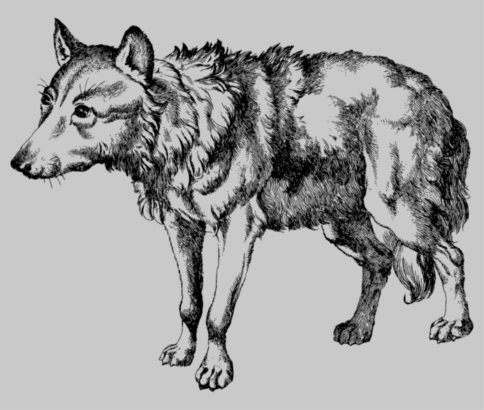 Zdjęcia wilków do szkicowania