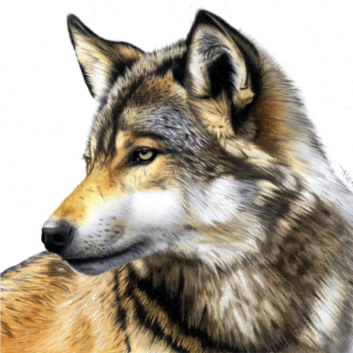 Pictures of Wolves For Sketching - 150 Drawing Ideas