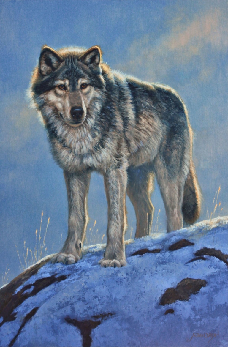 Цветные картинки волка. Волк. Изображение волка. Волк рисунок. Картина волки.