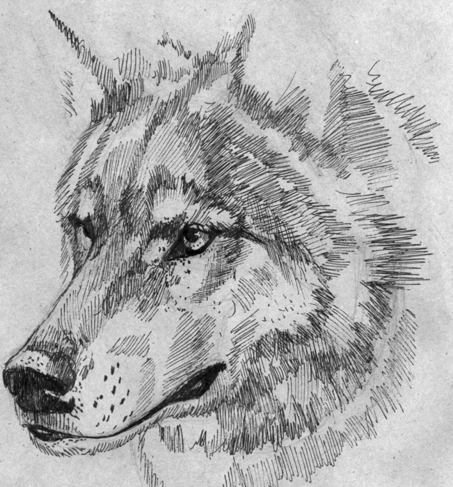 Zdjęcia wilków do szkicowania