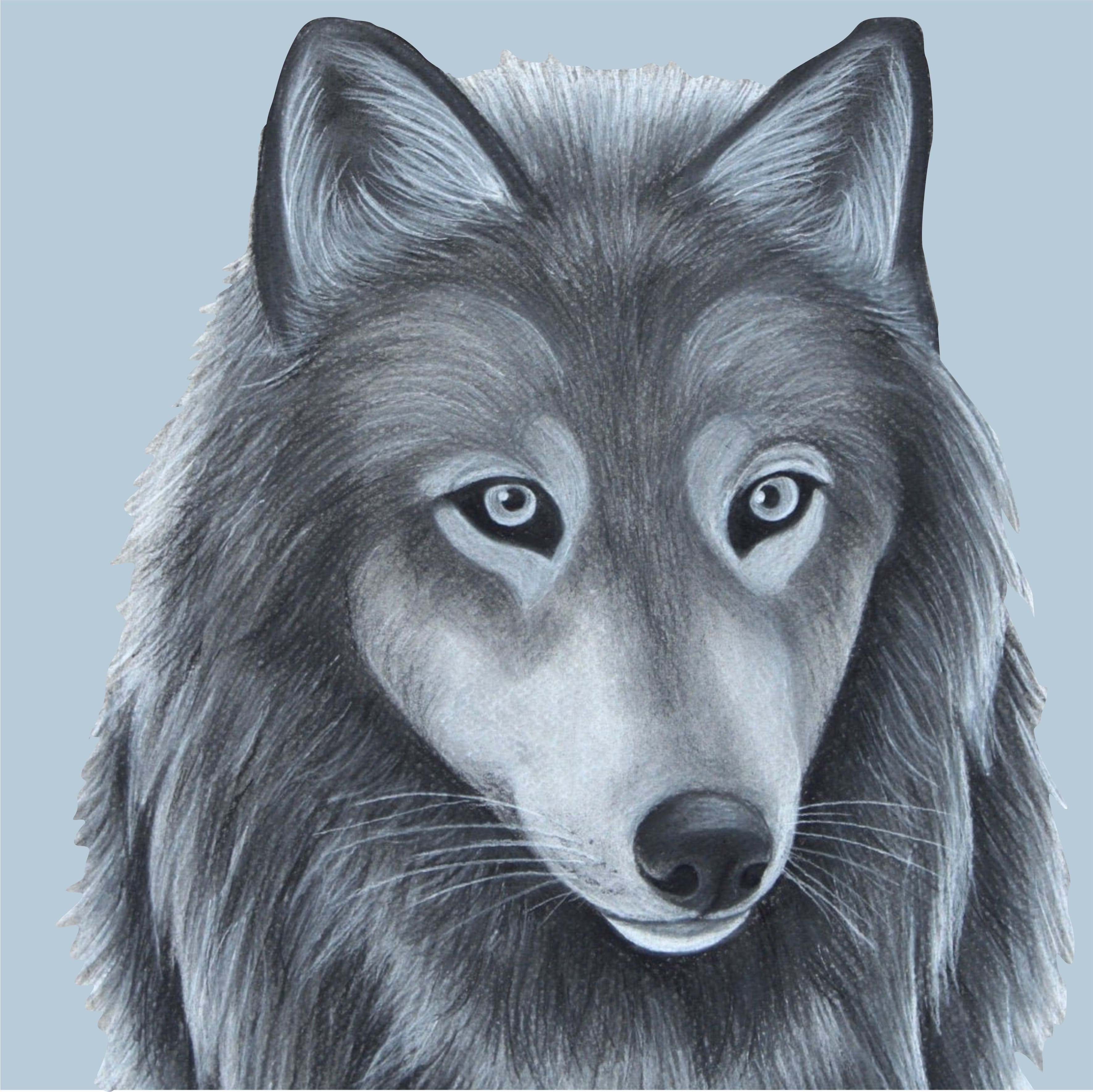 Красивые рисунки волка