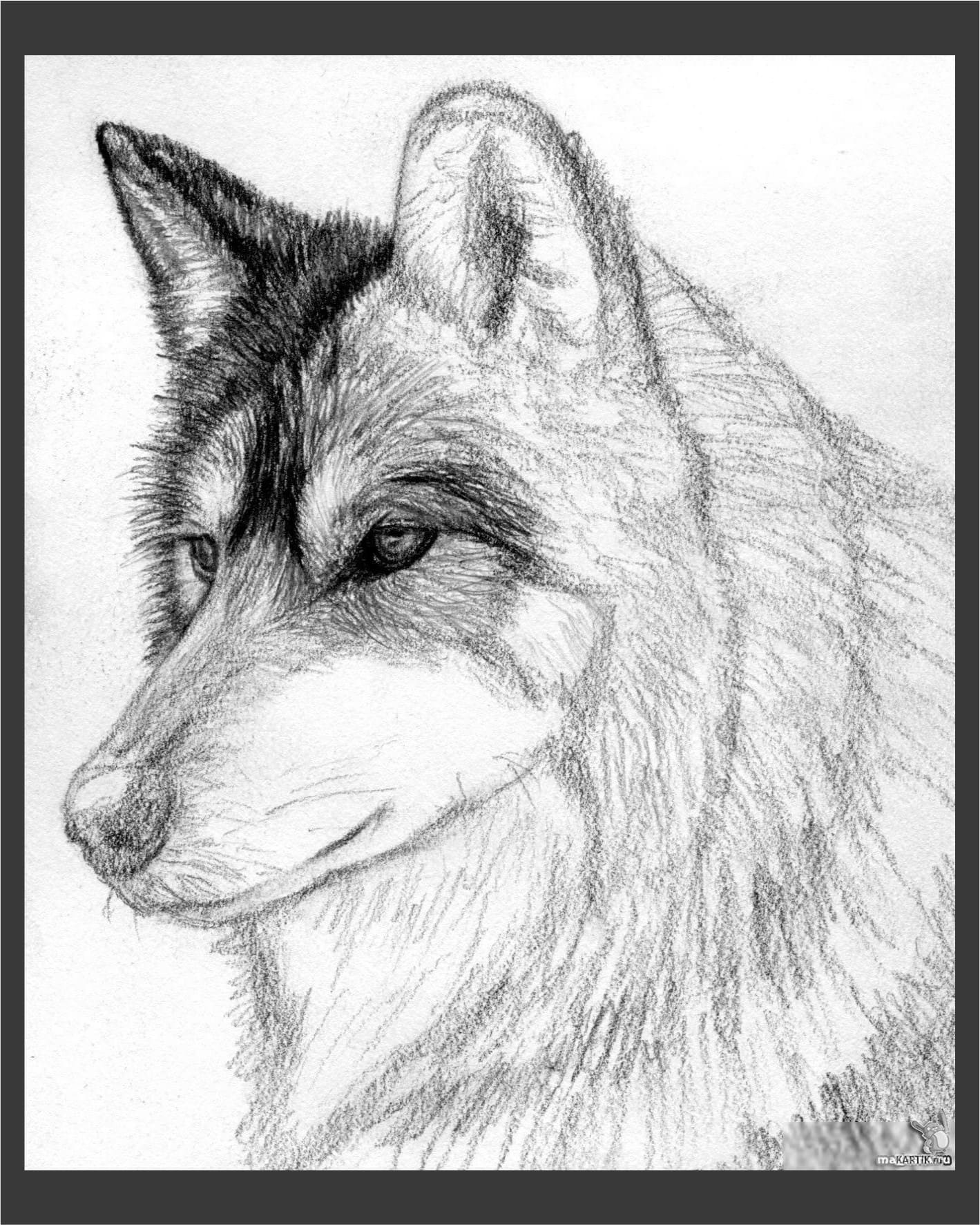 Рисунок волка для срисовки