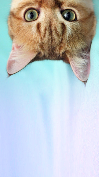 Papel de parede celular de gato