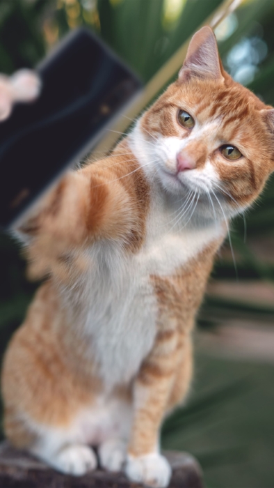 Katzen Handy Hintergrundbilder