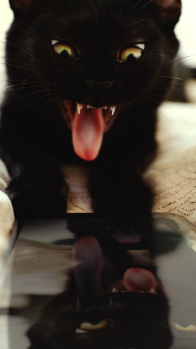 Katzen Handy Hintergrundbilder