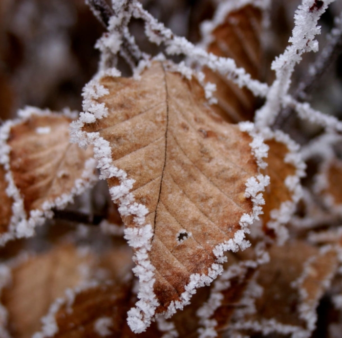 Imágenes de perfil de invierno - 200 hermosos avatares gratis