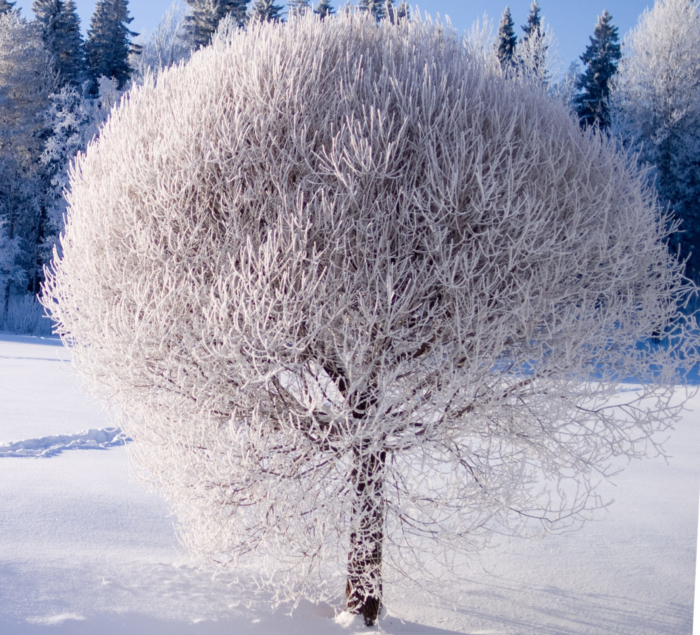 Zimní profilové obrázky - 200 krásných avatarů zdarma