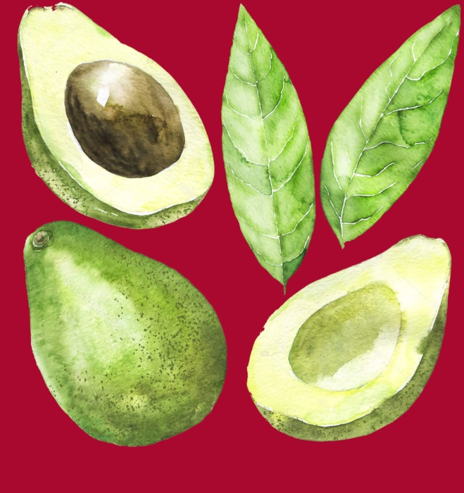 Desenhos e fotos de abacate para esboçar