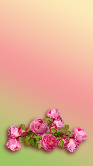 Papel de parede celular de rosas HD, 4k