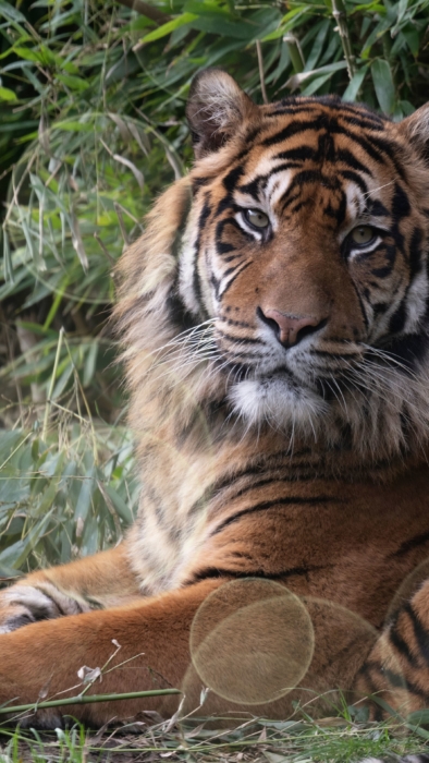 Tiger Handy-Hintergründbilder